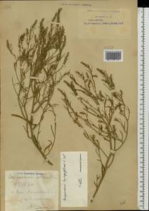 Corispermum intermedium Schweigg., Eastern Europe, Eastern region (E10) (Russia)