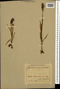 Anacamptis coriophora (L.) R.M.Bateman, Pridgeon & M.W.Chase, Caucasus, Armenia (K5) (Armenia)