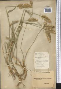 Agropyron cristatum (L.) Gaertn., Middle Asia, Northern & Central Kazakhstan (M10) (Kazakhstan)