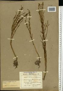 Salicornia europaea L., Eastern Europe, South Ukrainian region (E12) (Ukraine)