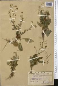 Myriactis wallichii Less., Middle Asia, Pamir & Pamiro-Alai (M2) (Tajikistan)