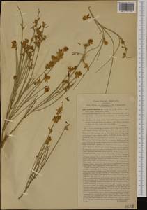 Genista aetnensis (Biv.)DC., Western Europe (EUR) (Italy)
