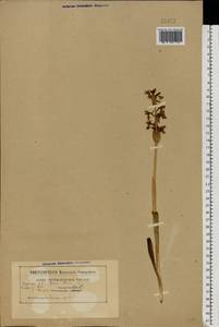 Orchis mascula (L.) L., Eastern Europe, Belarus (E3a) (Belarus)