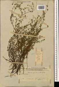 Asperula prostrata (Adams) K.Koch, Caucasus, Azerbaijan (K6) (Azerbaijan)