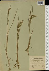 Dupontia fulva (Trin.) Röser & Tkach, Eastern Europe, Northern region (E1) (Russia)