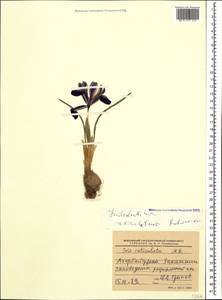 Iris reticulata M.Bieb., Caucasus, Azerbaijan (K6) (Azerbaijan)