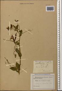 Lathyrus miniatus M.Bieb. ex Steven, Caucasus (no precise locality) (K0)
