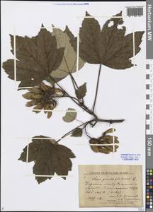 Acer pseudoplatanus L., Eastern Europe, North Ukrainian region (E11) (Ukraine)