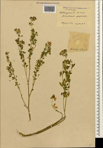 Medicago sativa L., Caucasus, Abkhazia (K4a) (Abkhazia)