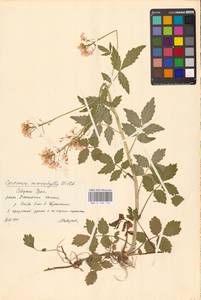 Cardamine macrophylla Willd., Eastern Europe, Eastern region (E10) (Russia)