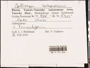 Calliergon richardsonii (Mitt.) Kindb. ex G. Roth, Bryophytes, Bryophytes - Western Siberia (including Altai) (B15) (Russia)