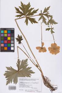 Trollius europaeus × asiaticus, Siberia, Western Siberia (S1) (Russia)