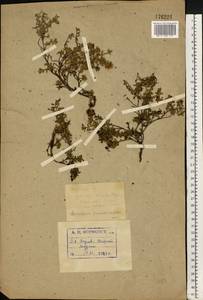 Kalmia procumbens (L.) Gift, Kron & P. F. Stevens, Eastern Europe, Northern region (E1) (Russia)