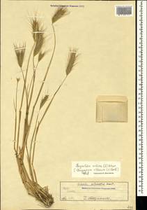 Dasypyrum villosum (L.) Borbás, Crimea (KRYM) (Russia)