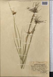 Bolboschoenus maritimus subsp. maritimus, Middle Asia, Syr-Darian deserts & Kyzylkum (M7) (Uzbekistan)
