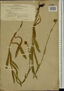 Pilosella echioides subsp. echioides, Eastern Europe, North Ukrainian region (E11) (Ukraine)