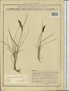 Achnatherum calamagrostis (L.) P.Beauv., Eastern Europe, Northern region (E1) (Russia)