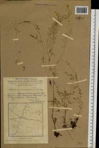 Rorippa brachycarpa (C. A. Mey.) Hayek, Siberia, Western Siberia (S1) (Russia)