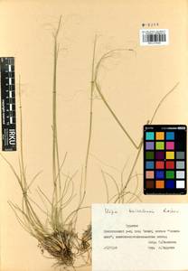 Stipa baicalensis Roshev., Siberia, Baikal & Transbaikal region (S4) (Russia)