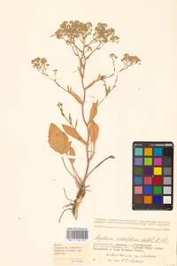 Lepidium cartilagineum subsp. crassifolium (Waldst. & Kit.) Thell., Eastern Europe, Lower Volga region (E9) (Russia)