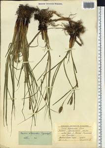 Carex atherodes Spreng., Siberia, Yakutia (S5) (Russia)