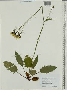 Hieracium murorum subsp. sylvularum (Jord. ex Boreau) Zahn, Eastern Europe, Moscow region (E4a) (Russia)