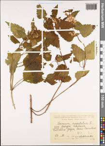 Lamium maculatum (L.) L., Caucasus, Georgia (K4) (Georgia)