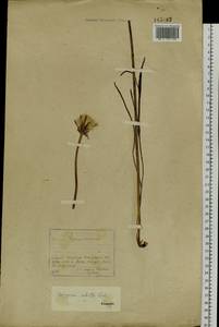 Scorzonera radiata Fisch. ex Colla, Siberia, Baikal & Transbaikal region (S4) (Russia)