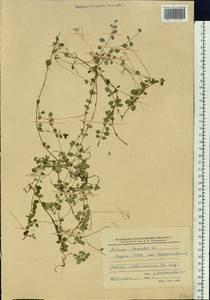 Linnaea borealis L., Siberia, Yakutia (S5) (Russia)