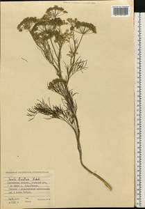 Seseli strictum Ledeb., Siberia, Western Siberia (S1) (Russia)