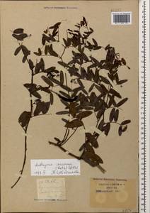 Lathyrus incurvus (Roth)Willd., Caucasus, Krasnodar Krai & Adygea (K1a) (Russia)