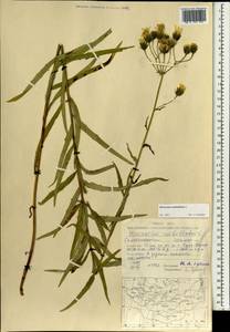 Hieracium umbellatum L., Mongolia (MONG) (Mongolia)