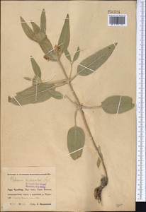 Phlomis bucharica Regel, Middle Asia, Pamir & Pamiro-Alai (M2) (Uzbekistan)