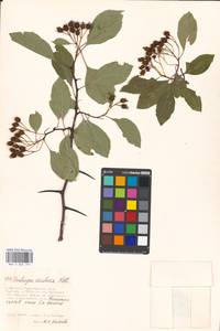 Crataegus rivularis Nutt. ex Torr. & A. Gray, Eastern Europe, Moscow region (E4a) (Russia)