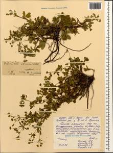 Potentilla recta subsp. obscura (Willd.) Arcang., Caucasus, North Ossetia, Ingushetia & Chechnya (K1c) (Russia)