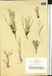 Juncus ranarius Songeon & E. P. Perrier, Siberia, Altai & Sayany Mountains (S2) (Russia)