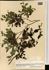 Salix kochiana Trautv., Mongolia (MONG) (Mongolia)