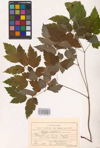 Actaea spicata L., Eastern Europe (no precise locality) (E0)