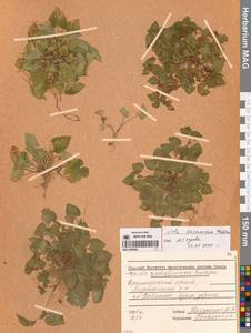 Viola kusanoana Makino, Siberia, Russian Far East (S6) (Russia)