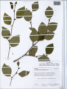 Alnus alnobetula subsp. fruticosa (Rupr.) Raus, Siberia, Baikal & Transbaikal region (S4) (Russia)