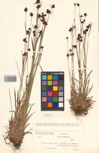 Luzula multiflora subsp. sibirica V. I. Krecz., Siberia, Chukotka & Kamchatka (S7) (Russia)