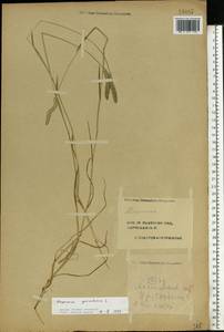 Alopecurus geniculatus L., Eastern Europe, Central forest region (E5) (Russia)