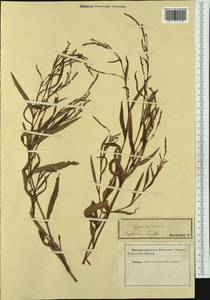 Persicaria minor (Huds.) Opiz, Western Europe (EUR) (Slovakia)