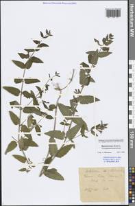 Scutellaria galericulata L., Eastern Europe, Central forest-and-steppe region (E6) (Russia)