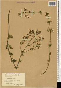 Teucrium orientale L., Caucasus, Armenia (K5) (Armenia)