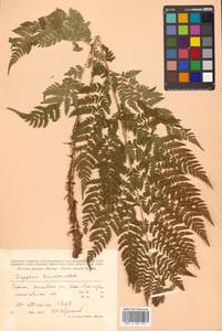 Dryopteris dilatata subsp. dilatata, Siberia, Russian Far East (S6) (Russia)
