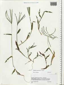 Digitaria sanguinalis (L.) Scop., Eastern Europe, Belarus (E3a) (Belarus)