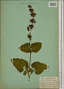Salvia verticillata L., Caucasus, Stavropol Krai, Karachay-Cherkessia & Kabardino-Balkaria (K1b) (Russia)