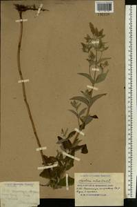 Mentha longifolia (L.) Huds., Eastern Europe, South Ukrainian region (E12) (Ukraine)