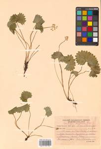 Micranthes nelsoniana var. reniformis (Ohwi) S. Akiyama & H. Ohba, Siberia, Russian Far East (S6) (Russia)